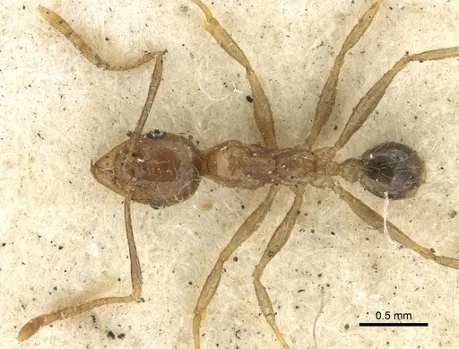 Pheidole fervens specimen CASENT0901519 image casent0901519_2