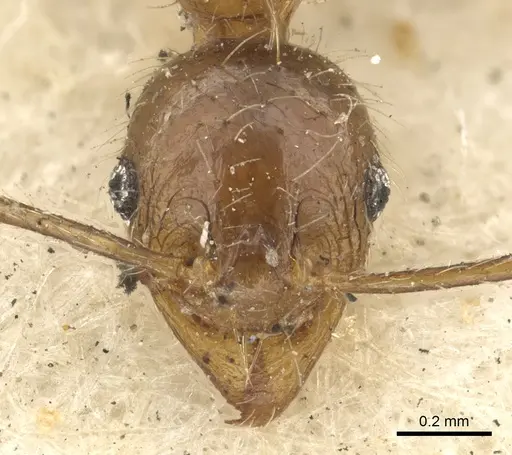 Pheidole fervens specimen CASENT0901519 image casent0901519_3