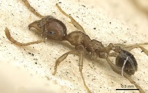 Pheidole fervens specimen CASENT0901519 image casent0901519_4