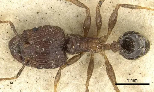 Pheidole fervens specimen CASENT0901520 image casent0901520_1