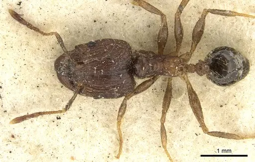Pheidole fervens specimen CASENT0901520 image casent0901520_2