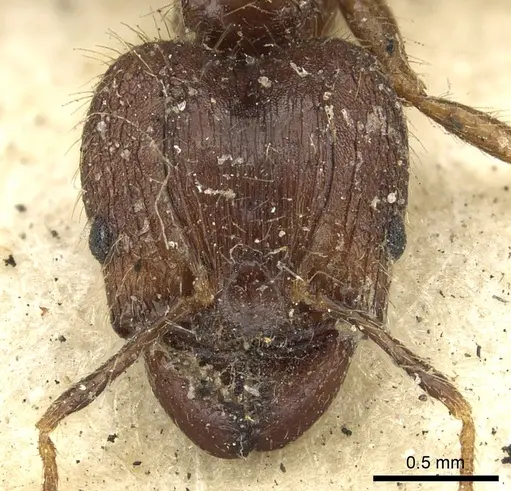 Pheidole fervens specimen CASENT0901520 image casent0901520_3