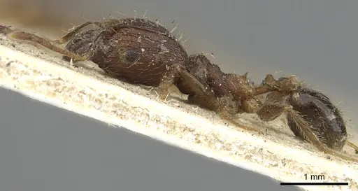 Pheidole fervens specimen CASENT0901520 image casent0901520_4