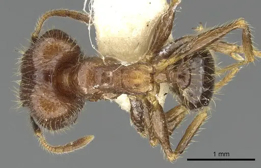 Pheidole fervens specimen CASENT0901521 image casent0901521_1