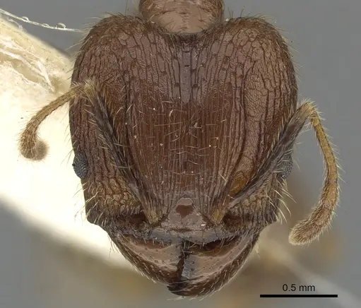 Pheidole fervens specimen CASENT0901521 image casent0901521_2