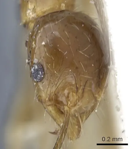 Pheidole fervens specimen CASENT0901522 image casent0901522_2