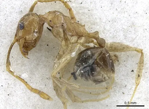 Pheidole fervens specimen CASENT0901522 image casent0901522_3