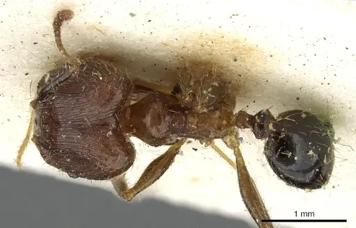 Pheidole fervens specimen CASENT0901523 image casent0901523_1