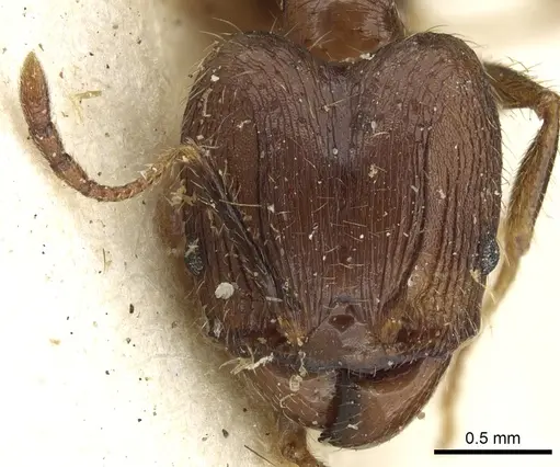 Pheidole fervens specimen CASENT0901523 image casent0901523_2