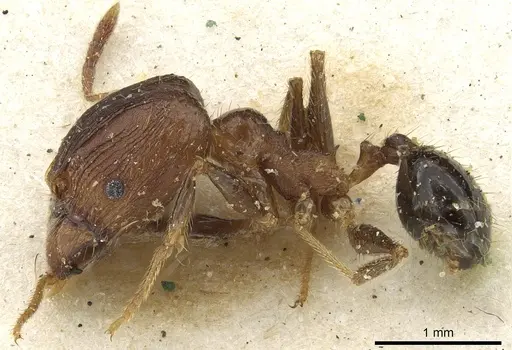 Pheidole fervens specimen CASENT0901523 image casent0901523_3