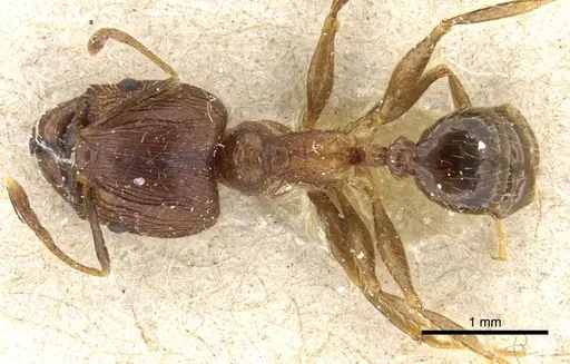 Pheidole fervens specimen CASENT0904275 image casent0904275_1