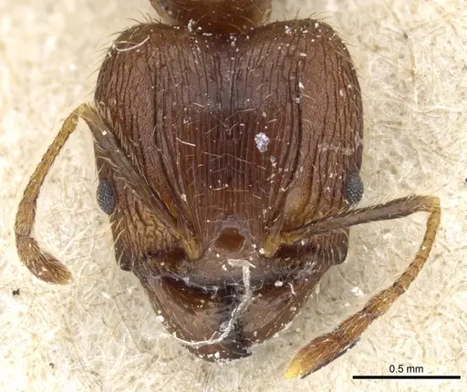 Pheidole fervens specimen CASENT0904275 image casent0904275_2