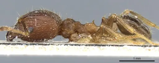 Pheidole fervens specimen CASENT0904275 image casent0904275_3