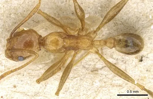 Pheidole fervens specimen CASENT0904276 image casent0904276_1