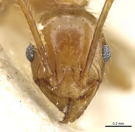 Pheidole fervens specimen CASENT0904276 image casent0904276_2