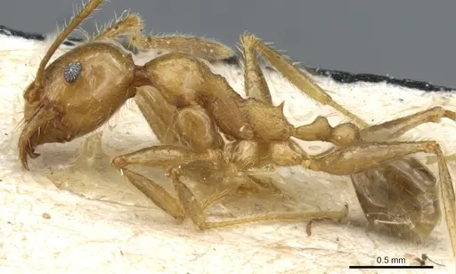 Pheidole fervens specimen CASENT0904276 image casent0904276_3