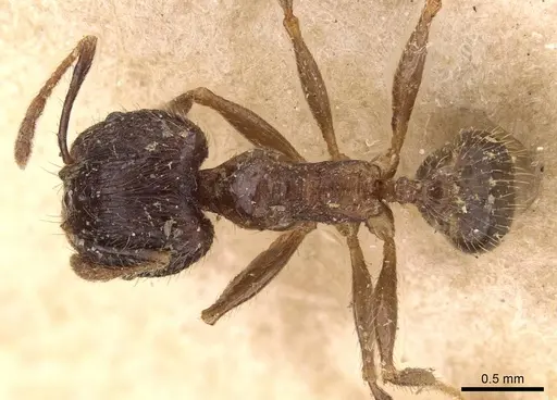 Pheidole fervens specimen CASENT0907858 image casent0907858_1