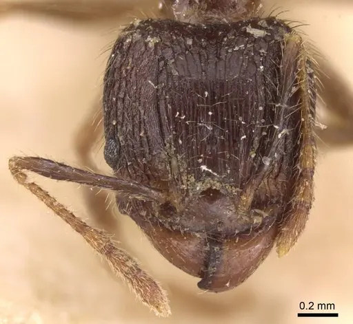 Pheidole fervens specimen CASENT0907858 image casent0907858_2
