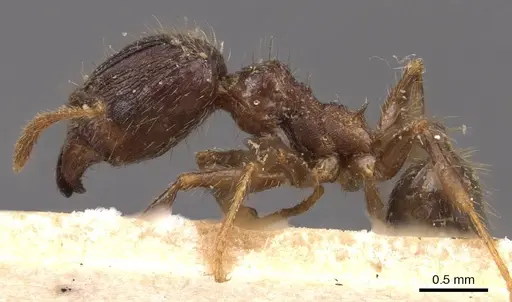 Pheidole fervens specimen CASENT0907858 image casent0907858_3