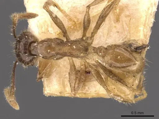 Pheidole fervens specimen CASENT0907859 image casent0907859_1
