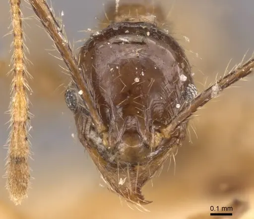Pheidole fervens specimen CASENT0907859 image casent0907859_2