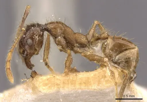 Pheidole fervens specimen CASENT0907859 image casent0907859_3