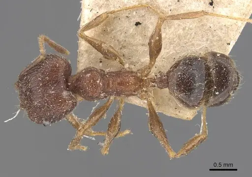 Pheidole fervens specimen CASENT0907905 image casent0907905_1