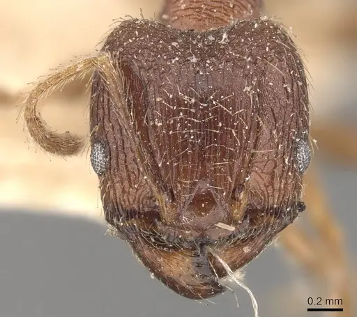 Pheidole fervens specimen CASENT0907905 image casent0907905_2