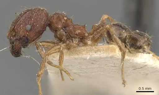 Pheidole fervens specimen CASENT0907905 image casent0907905_3
