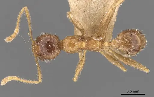 Pheidole fervens specimen CASENT0907906 image casent0907906_1