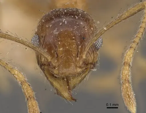 Pheidole fervens specimen CASENT0907906 image casent0907906_2
