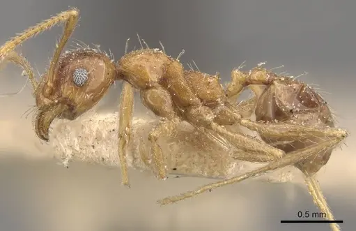Pheidole fervens specimen CASENT0907906 image casent0907906_3