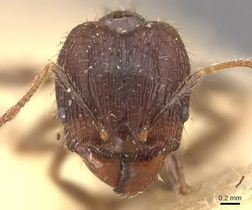 Pheidole fervens specimen CASENT0907907 image casent0907907_2