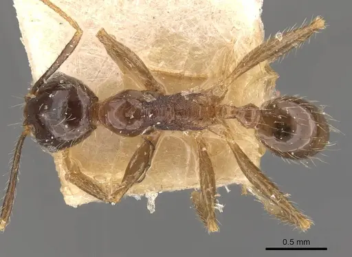 Pheidole fervens specimen CASENT0907908 image casent0907908_1