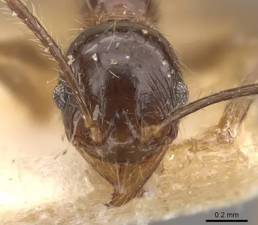 Pheidole fervens specimen CASENT0907908 image casent0907908_2