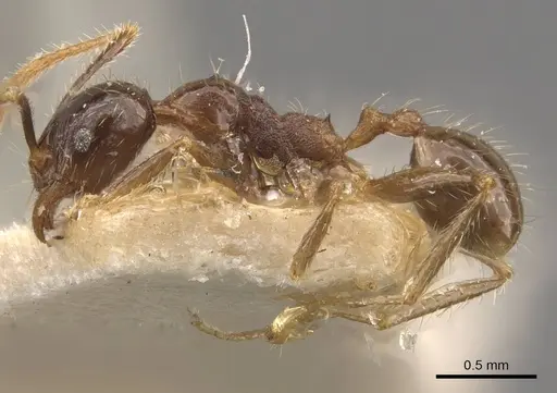 Pheidole fervens specimen CASENT0907908 image casent0907908_3