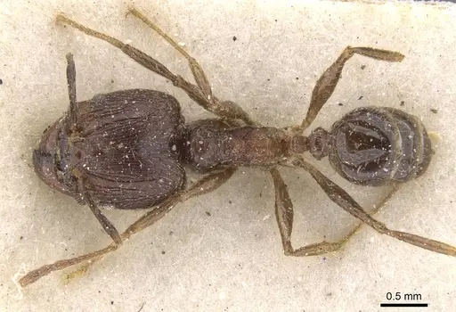 Pheidole fervens specimen CASENT0913313 image casent0913313_1