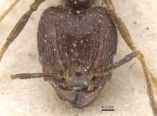 Pheidole fervens specimen CASENT0913313 image casent0913313_2