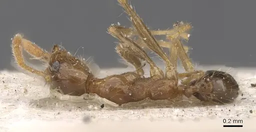 Pheidole fervens specimen CASENT0913314 image casent0913314_1