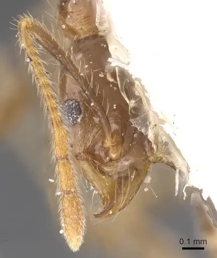 Pheidole fervens specimen CASENT0913314 image casent0913314_2