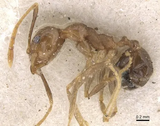 Pheidole fervens specimen CASENT0913314 image casent0913314_3