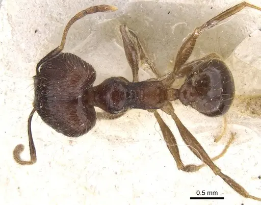 Pheidole fervens specimen CASENT0913315 image casent0913315_1