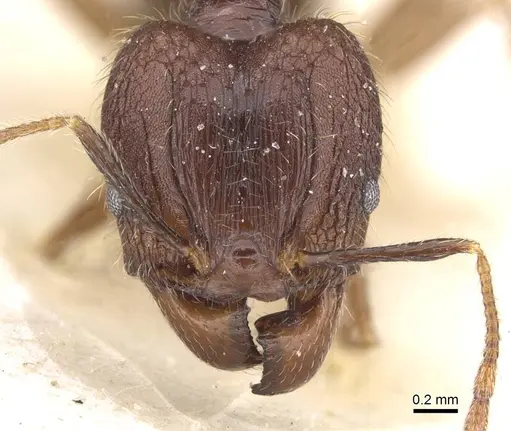 Pheidole fervens specimen CASENT0913315 image casent0913315_2