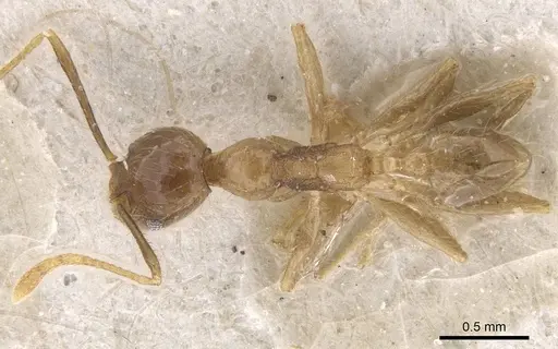 Pheidole fervens specimen CASENT0913316 image casent0913316_1
