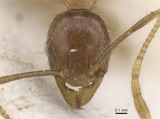 Pheidole fervens specimen CASENT0913316 image casent0913316_2