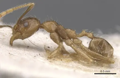 Pheidole fervens specimen CASENT0913316 image casent0913316_3