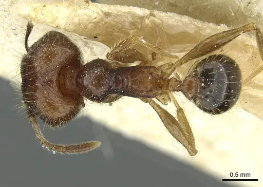 Pheidole fervens specimen CASENT0913369 image casent0913369_1