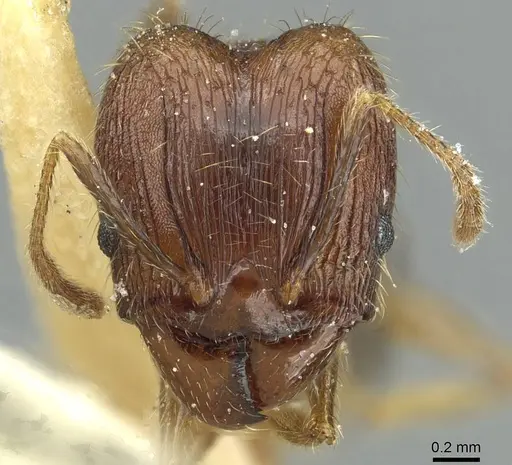 Pheidole fervens specimen CASENT0913369 image casent0913369_2