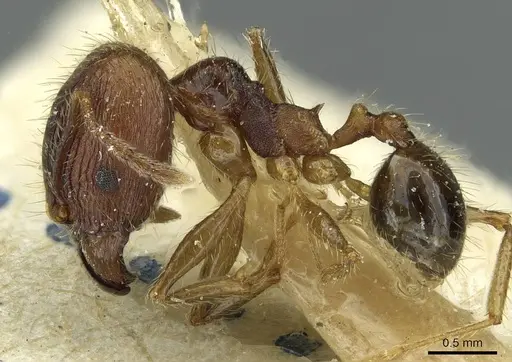 Pheidole fervens specimen CASENT0913369 image casent0913369_3