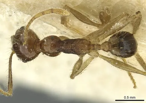 Pheidole fervens specimen CASENT0913370 image casent0913370_1